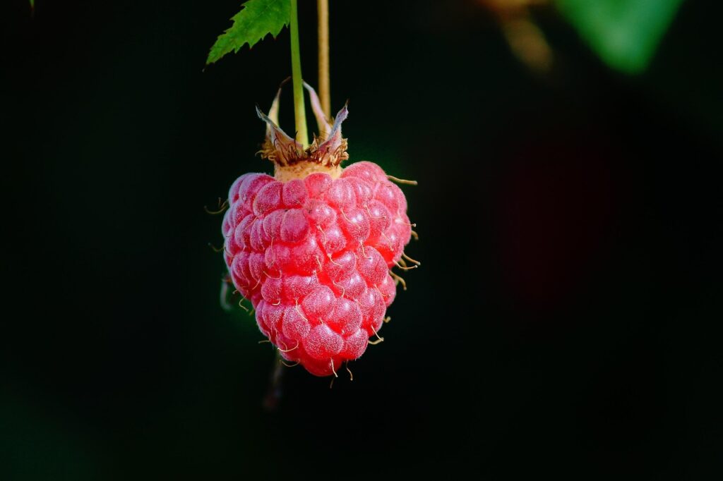 raspberry, fruit, berry, food, fresh, healthy, ripe, organic, sweet, produce, harvest, vitamins, nature, close up, raspberry, raspberry, raspberry, raspberry, raspberry